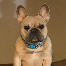Shortsi - French Bulldog