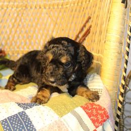 Tri Male - Black tri-color male Aussiedoodle puppy in Belgreen, Alabama from Scott’s Farm Poodles and Doodles