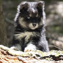 Chilly - Black and white female Pomsky puppy in Moultonborough, New Hampshire from Foxfire Arctic Spitz