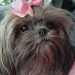 Shih Tzus from Donna's Shih Tzus