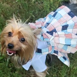 EMPRESS - Yorkshire Terrier