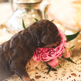 Poodle Puppies from Setting the Standard Poodles