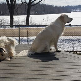 Golden Retrievers from Eagle Lake English Cream's