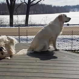 Golden Retrievers from Eagle Lake English Cream's