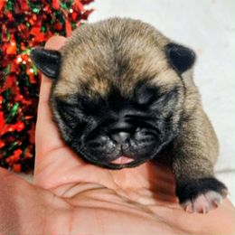 Girl 3 - Fawn female Pug puppy in Blountsville, Alabama from Rock Springs Pugs