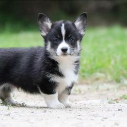 Dewy - Black and tan male Pembroke Welsh Corgi puppy in Plains, Montana from Diamond Corgis