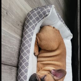 French Bulldog All Grown Up from Wrinkles And Rolls Frenchies