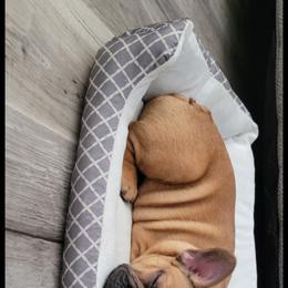 French Bulldog All Grown Up from Wrinkles And Rolls Frenchies