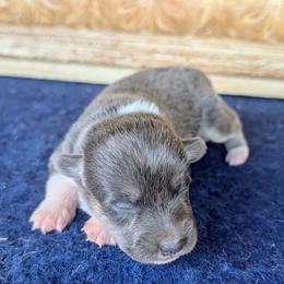 Minnie May Barry - Gray and white female American Corgi puppy in Shawnee, Oklahoma from Sunray Ranch