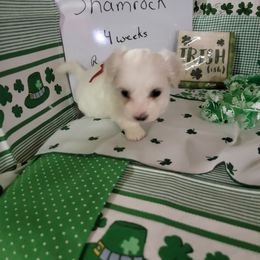 Boy 4 - Coton de Tulear puppy in Middletown, Ohio from Carousel Cotons