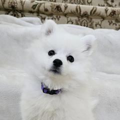 American Eskimo Dog Puppies from SoCal American Eskimos