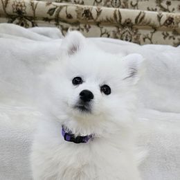 American Eskimo Dog Puppies from SoCal American Eskimos
