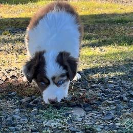 Marcy - Red merle female Australian Shepherd puppy in Lebanon, Oregon from Mount Hope Aussies