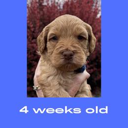 Luke - Caramel male Australian Labradoodle puppy in Beavercreek, Oregon from Auburn Sky Labradoodles