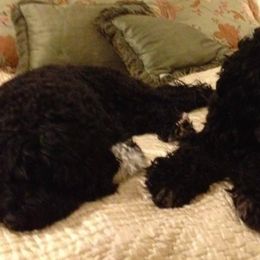 Portuguese Water Dogs from Classea’s PWDs