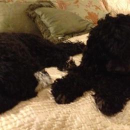 Portuguese Water Dogs from Classea’s PWDs