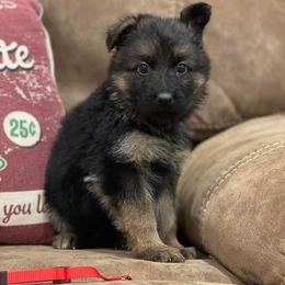 American Corgi and German Shepherd Puppies from Grace Ridge Shepherds and Corgis