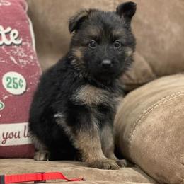 American Corgi and German Shepherd Puppies from Grace Ridge Shepherds and Corgis