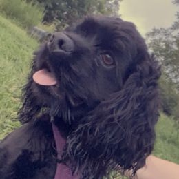 Scarlett - Cocker Spaniel