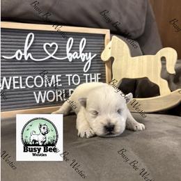 Valentine's Ready Red. - White male West Highland White Terrier puppy in Colorado from Busy Bee Westies