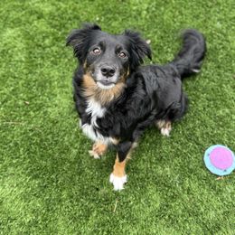 Kali - Miniature Australian Shepherd