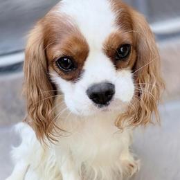 Lucy - Cavalier King Charles Spaniel