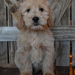 Male 5 - Black Collar - Apricot male Goldendoodle puppy in Macedon, New York from Toodles Goldendoodles