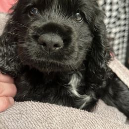 Cocker Spaniel All Grown Up from Gambles Cocker Spaniels