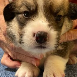 Pembroke Welsh Corgi Puppies from Silver Mae Kennel