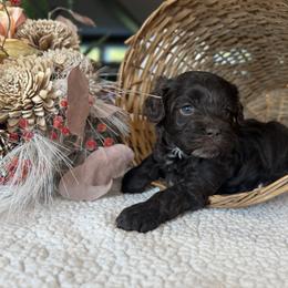 Willow - Brown and white female Cockapoo puppy in Aurora, Missouri from Sweet Peach Puppies