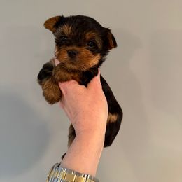 Champion sired Max - Black and gold male Yorkshire Terrier puppy in Forest Hill, Maryland from Chikito's Yorkies