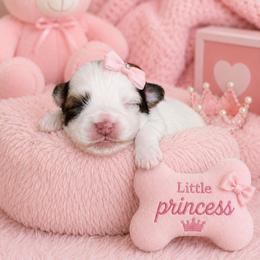 Coral - Liver and white female Shihpoo puppy in Hertford, North Carolina from Heaven Sent Shihpoo's