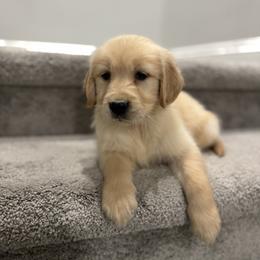 Golden Retriever Puppies from Sultan’s Goldens