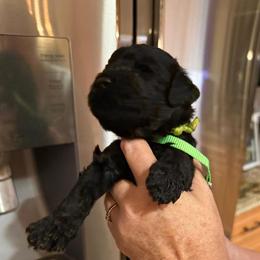 Goldendoodle Puppies from Southern Goldendoodles