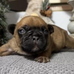 Garth - Fawn male French Bulldog puppy in Warm Springs, Arkansas from Seven Hills Arkansas