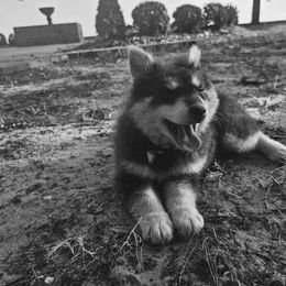 Pomsky Puppies from VooDoux Farms