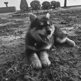 Pomsky Puppies from VooDoux Farms