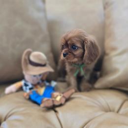 Banter - Ruby male Cavalier King Charles Spaniel puppy in Pittsfield, Massachusetts from Lenore's Cavalier King Charles Spaniels and Afghan Hounds