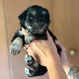 Chandler - Black male Miniature Schnauzer puppy in Miami, Florida from Chiquiticos Shnauzers