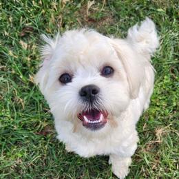 Tiny - Shihpoo