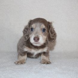 Dachshund Puppies from Rustic Bark Page's Dachshunds