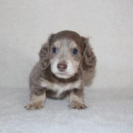 Dachshund Puppies from Rustic Bark Page's Dachshunds