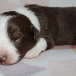 Ruffles - Red tri-color male Australian Shepherd puppy in Laurel, Mississippi from Reeves Australian Shepherds