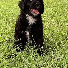 Portuguese Water Dog Puppies from Aguas De Seda PWD