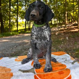 Betsy - Liver roan female German Shorthaired Pointer puppy in Dugspur, Virginia from Pilgrims Trails Shorthairs