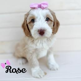Rose - Caramel female Australian Labradoodle puppy in Harrisonville, Missouri from Blessed Day Doodles