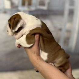 Bulldog Puppies from Sweet Rolls