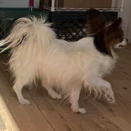 Honey - Papillon