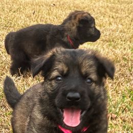 German Shepherd Puppies from Roanwood German Shepherds