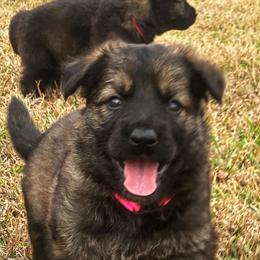 German Shepherd Puppies from Roanwood German Shepherds